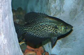 Image result for Pomoxis nigromaculatus