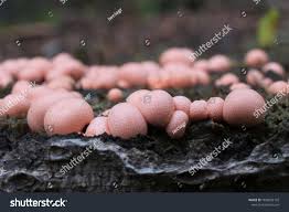 Attēlu rezultāti vaicājumam “Lycogala conicum”