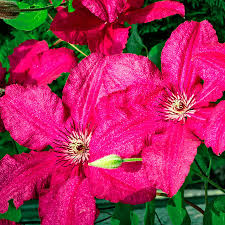 Attēlu rezultāti vaicājumam “Clematis flower”