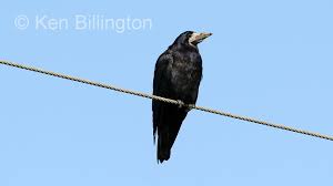 Attēlu rezultāti vaicājumam “Corvus frugilegus”