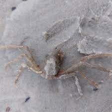 Image result for Hyas araneus