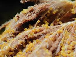 Attēlu rezultāti vaicājumam “Sporophagomyces chrysostomus”