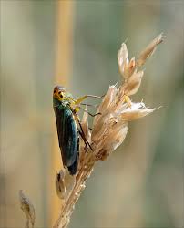 Attēlu rezultāti vaicājumam “Cicadella viridis”