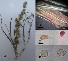 Attēlu rezultāti vaicājumam “Puccinia poarum”