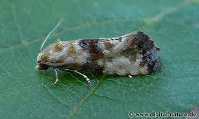 Attēlu rezultāti vaicājumam “Eupoecilia angustana”