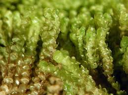 Attēlu rezultāti vaicājumam “Barbilophozia kunzeana”