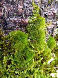 Attēlu rezultāti vaicājumam “Dicranum viride”