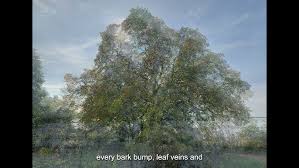 Attēlu rezultāti vaicājumam “Ulmus laevis”