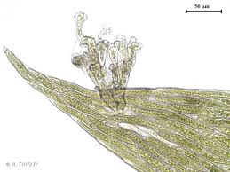 Attēlu rezultāti vaicājumam “Plagiothecium succulentum”
