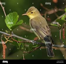 Attēlu rezultāti vaicājumam “Hippolais icterina”