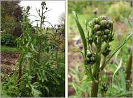 Attēlu rezultāti vaicājumam “Crepis biennis”