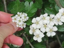 Attēlu rezultāti vaicājumam “Crataegus x macrocarpa leaf”