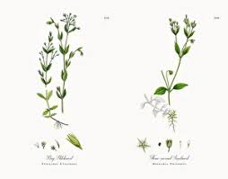 Attēlu rezultāti vaicājumam “Stellaria uliginosa”