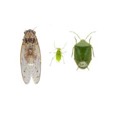 Attēlu rezultāti vaicājumam “Sternorrhyncha”