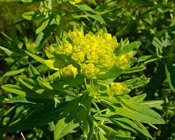 Attēlu rezultāti vaicājumam “Euphorbia palustris flower”