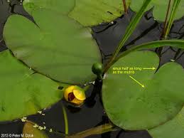 Attēlu rezultāti vaicājumam “Nuphar lutea leaf”