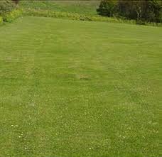 Attēlu rezultāti vaicājumam “Agrostis canina leaf”