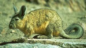 Image result for viscacha