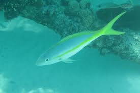 Image result for Ocyurus chrysurus