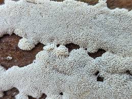 Attēlu rezultāti vaicājumam “Ceratiomyxa morchella spores”