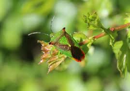 Attēlu rezultāti vaicājumam “Acanthosoma haemorrhoidale”