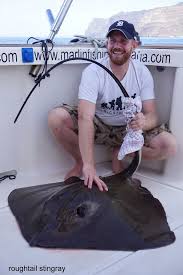 Image result for Bathytoshia centroura