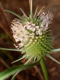 Attēlu rezultāti vaicājumam “Dipsacaceae”
