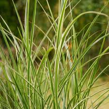 Attēlu rezultāti vaicājumam “Calamagrostis canescens leaf”