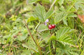 Attēlu rezultāti vaicājumam “Rubus saxatilis fruit”