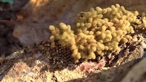 Attēlu rezultāti vaicājumam “Heterotrichia ferruginea (syn. Arcyria ferruginea)”