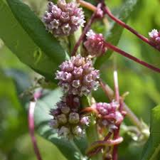 Attēlu rezultāti vaicājumam “Cuscuta europaea flower”