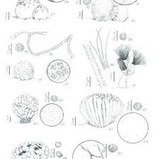 Attēlu rezultāti vaicājumam “Lycogala asperum sessile”