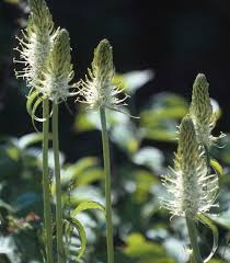 Attēlu rezultāti vaicājumam “Phyteuma spicatum”