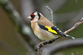 Attēlu rezultāti vaicājumam “Carduelis carduelis adult”