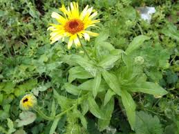 Attēlu rezultāti vaicājumam “Inula salicina leaf”