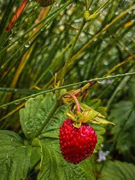 Attēlu rezultāti vaicājumam “Fragaria vesca fruit”