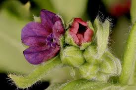 Attēlu rezultāti vaicājumam “Cynoglossum officinale fruit”