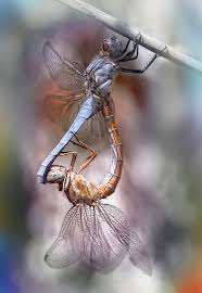 Attēlu rezultāti vaicājumam “Orthetrum brunneum”