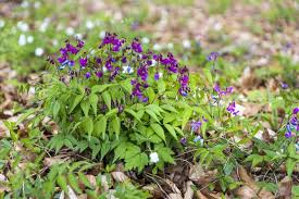 Attēlu rezultāti vaicājumam “Lathyrus vernus”