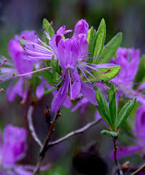 Attēlu rezultāti vaicājumam “Rhododendron canadense flower”