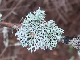 Attēlu rezultāti vaicājumam “Hypogymnia tubulosa”