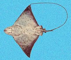 Image result for Myliobatis freminvillei