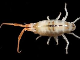 Attēlu rezultāti vaicājumam “Talitrus saltator”