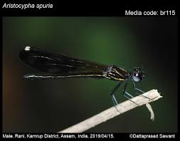 Attēlu rezultāti vaicājumam “Seligeria donniana sporophyte”