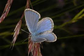 Attēlu rezultāti vaicājumam “Maculinea alcon underside”