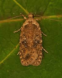 Attēlu rezultāti vaicājumam “Agonopterix heracliana”