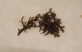 Attēlu rezultāti vaicājumam “Frullania fragilifolia”