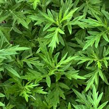 Image result for Artemisia vulgaris