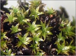 Attēlu rezultāti vaicājumam “Barbula convoluta”