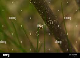 Attēlu rezultāti vaicājumam “Nematopogon sp.”